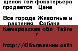щенок той-фокстерьера продается › Цена ­ 25 000 - Все города Животные и растения » Собаки   . Кемеровская обл.,Тайга г.